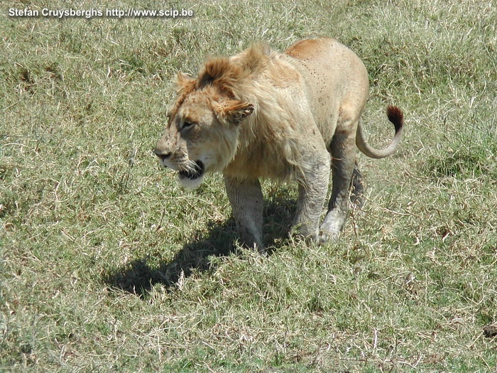 Ngorongoro - Young male lion  Stefan Cruysberghs